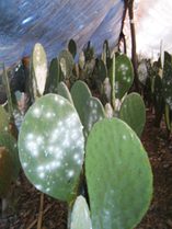 Cochineal on cacti